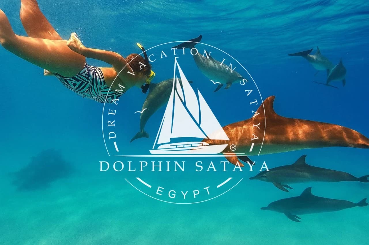 Nager avec les Dauphins en Mer Rouge : Guide Complet 2025