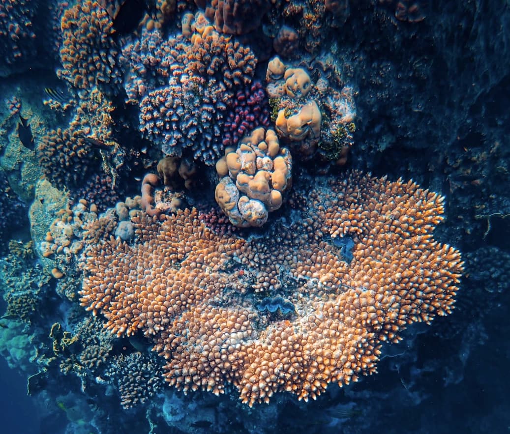 Preserved corals