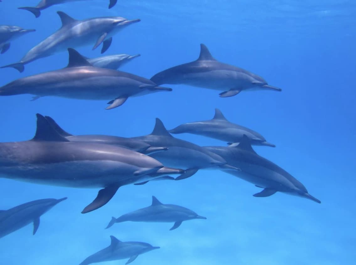 Spinner dolphins