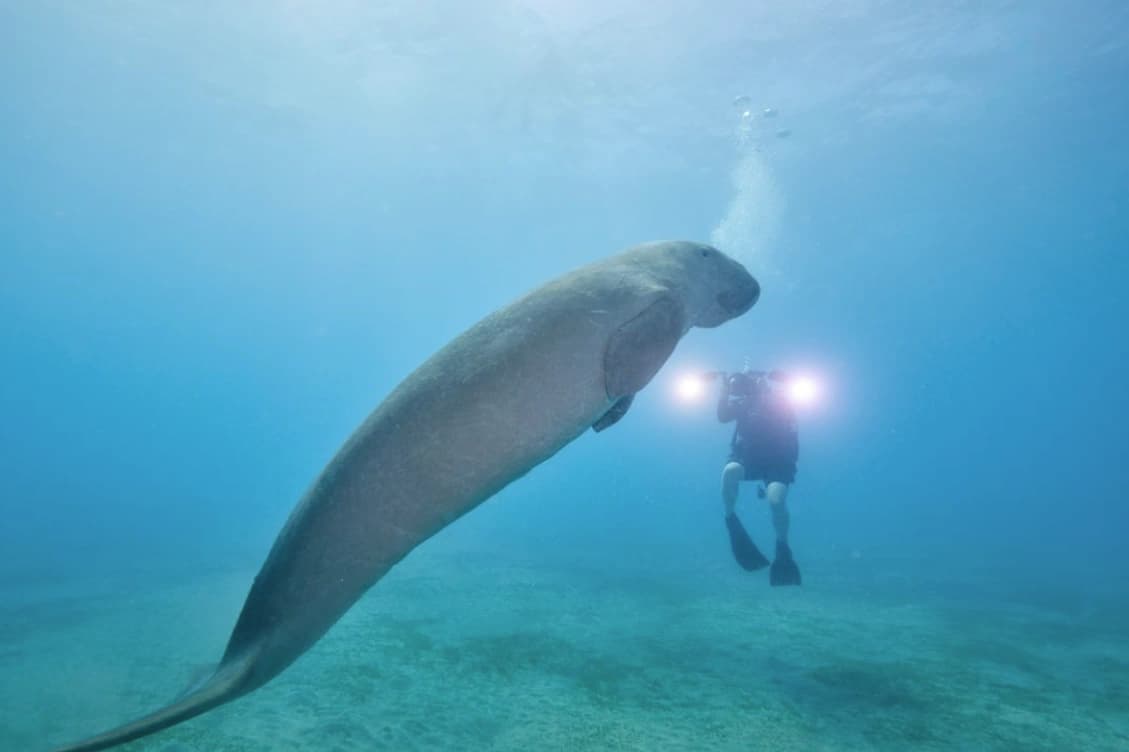 Dugong