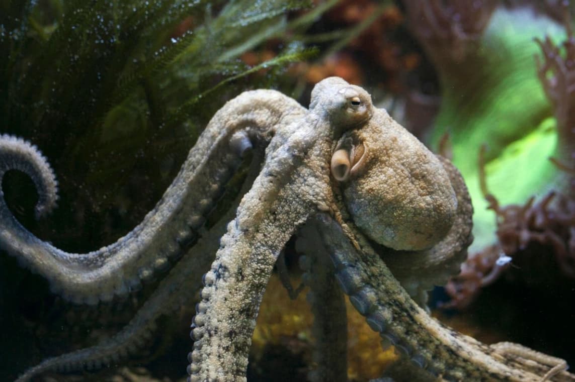 Octopus & Cephalopods