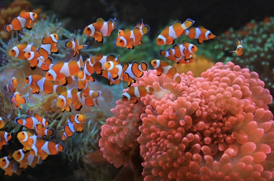 Tropical fish