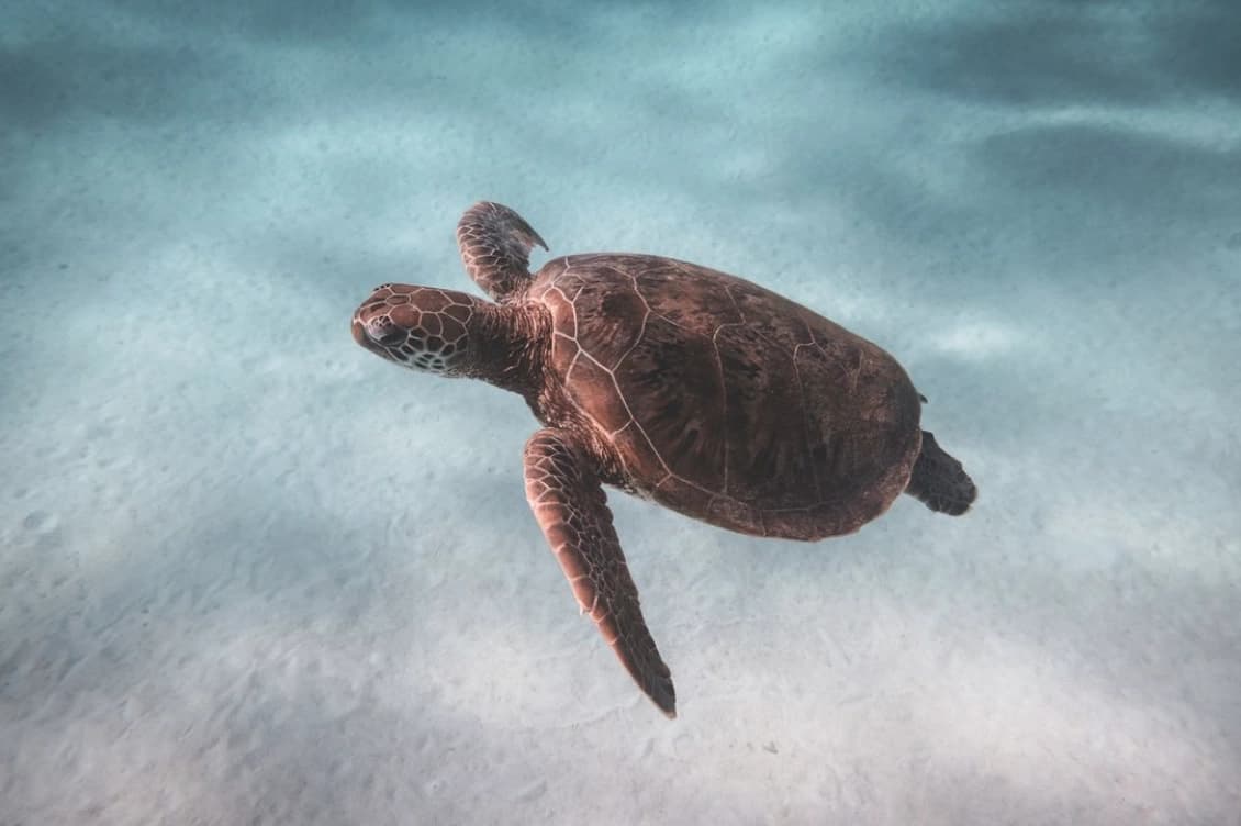 Sea turtles