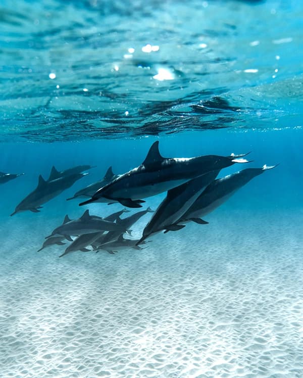 Sataya – The Dolphin Lagoon