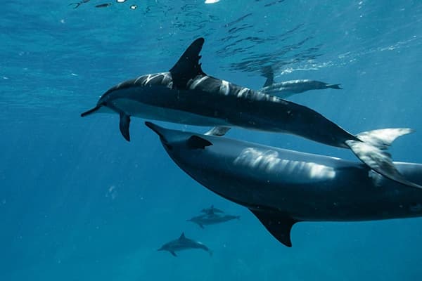 Dauphins en équipe