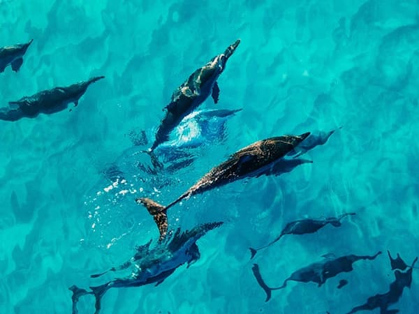 Dauphins sauvages à Sataya Reef, Mer Rouge
