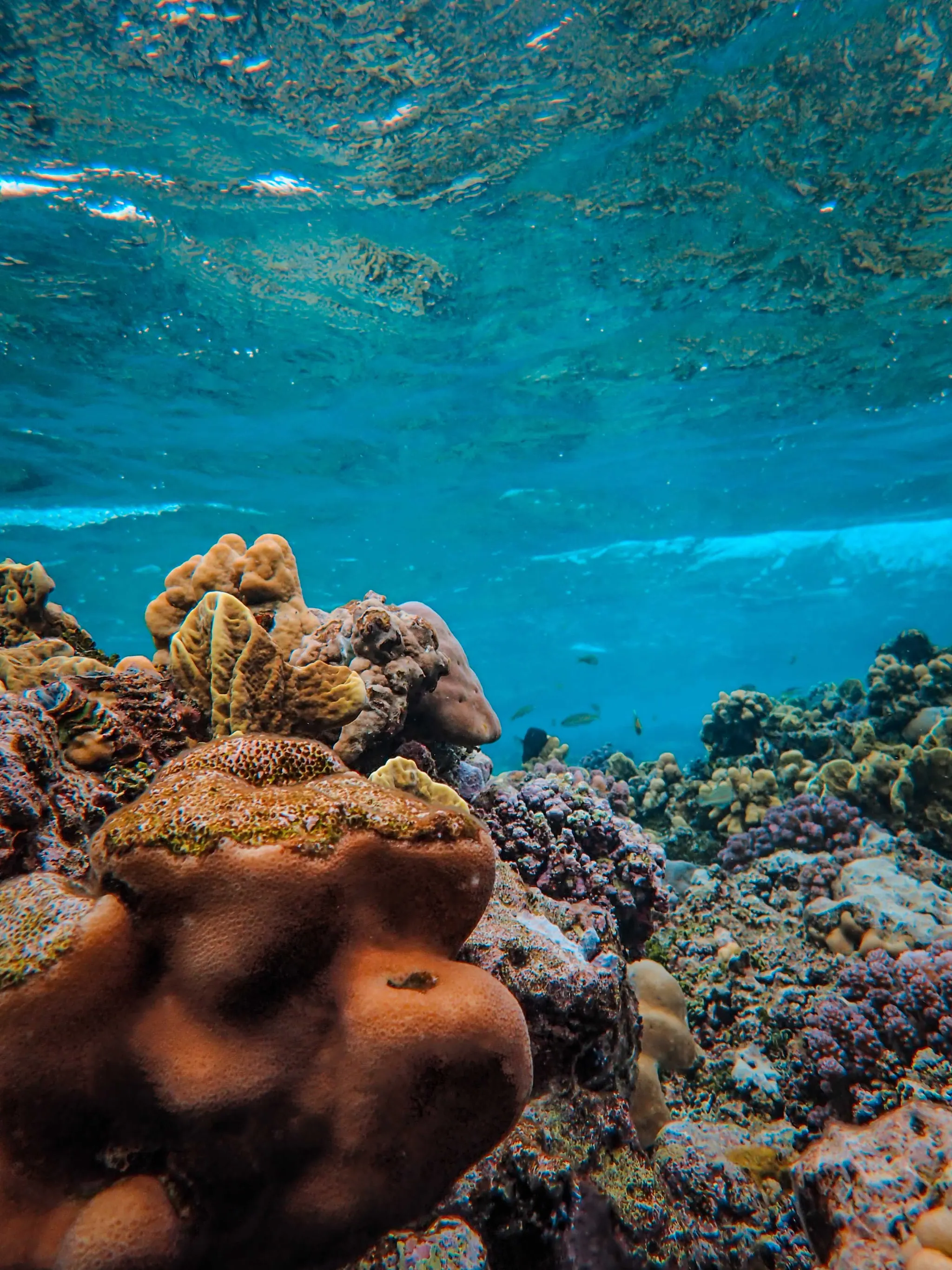 Les jardins de corail de Fury Shoals