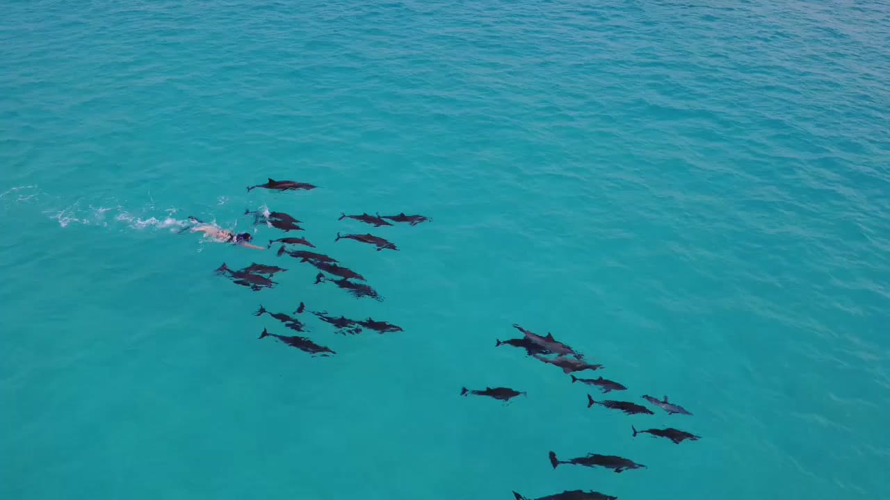 Des dauphins évoluent sous la surface en mer Rouge.