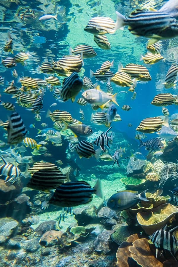 Photographie sous-marine