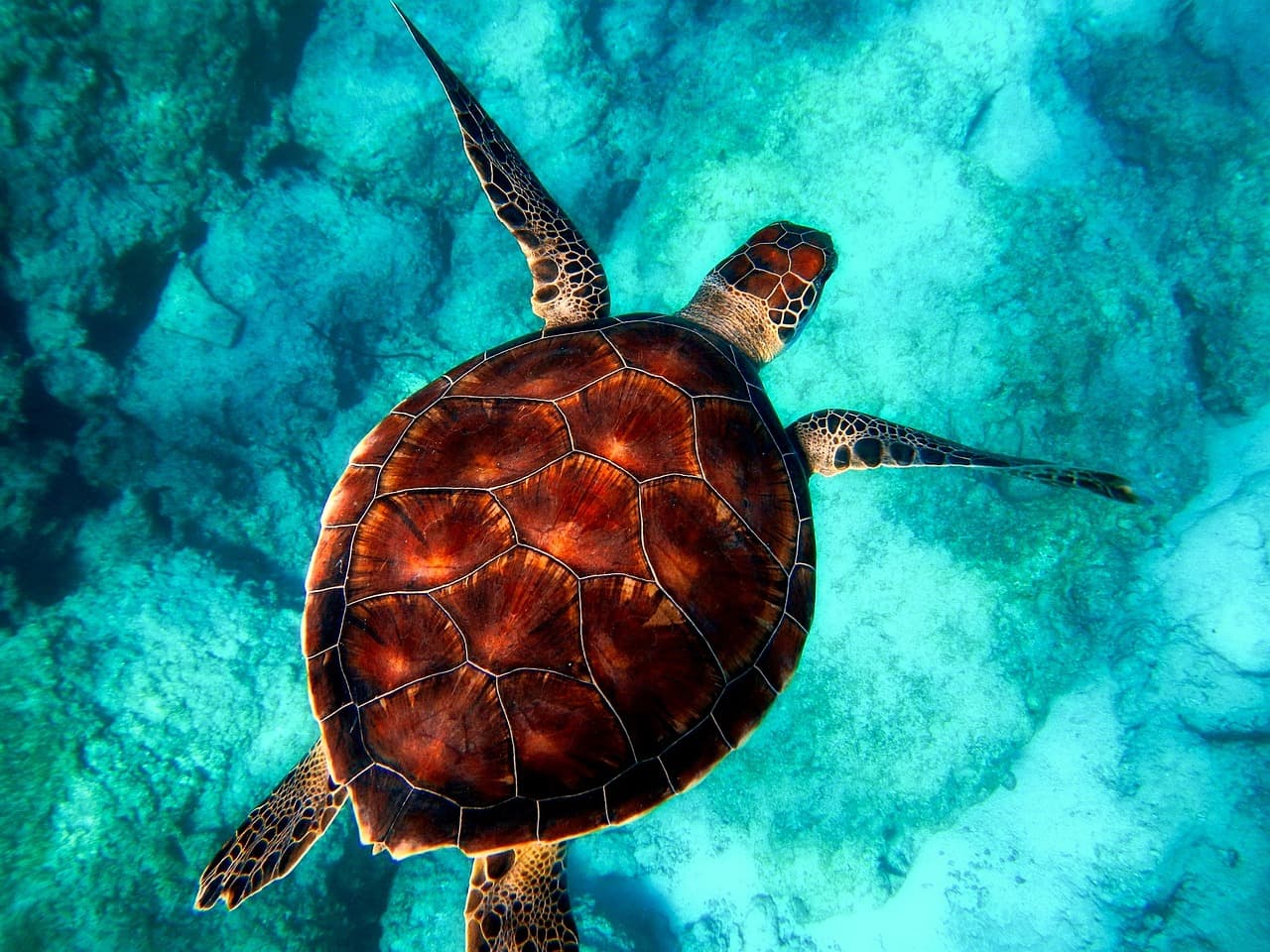 Abu Dabbab & Marsa Alam
