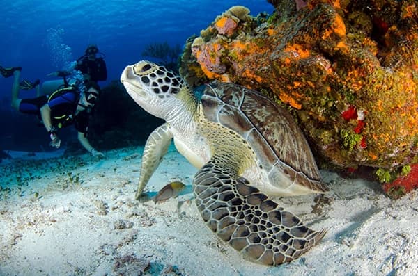 Plongée bouteille en Mer Rouge